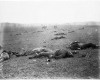 "A Harvest of Death." 1863. Timothy O'Sullivan, photographer. National Archives and Records Administration.